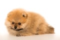 Cute Little young pomeranian cob isolated over white