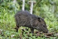 Cute little young wild boar being nosy in the rain forest of nueva loja, ecuador.