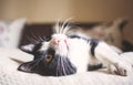 cute littleblack and white cat sleeping in bed Royalty Free Stock Photo