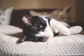 cute littleblack and white cat sleeping in bed Royalty Free Stock Photo