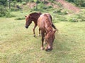 Cute and lively horse | chance encounter