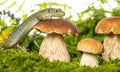 A cute lizard in forest still life with mushrooms Royalty Free Stock Photo