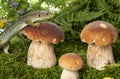 A cute lizard in forest still life with mushrooms