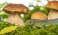 a cute lizard in forest still life with mushrooms