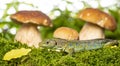 A cute lizard in forest still life with mushrooms