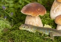 A cute lizard in forest still life with mushrooms Royalty Free Stock Photo