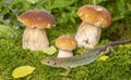 A cute lizard in forest still life with mushrooms Royalty Free Stock Photo