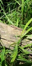 Cute lizard posing in the grass Royalty Free Stock Photo