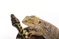 Cute lizard and snake best friends on a white background