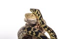 Cute lizard and snake best friends on a white background