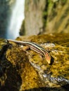 Lizard Pailon del Diablo Waterfall - Banos - Ecuador