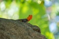 Cute lizard warming up in the sun under the Florida