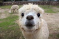 Cute llama