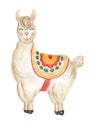 Cute Llama illustration, peru watercolor animale. Alpaca Clipart for decorating designs Royalty Free Stock Photo