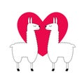 Cute llamas with red heart