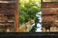 A cute local cat with pink nose with blur background