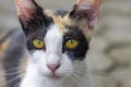 A cute local cat with pink nose, in shallow focus