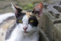 A cute local cat with pink nose, in shallow focus