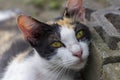 A cute local cat with pink nose, in shallow focus