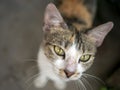 A cute local cat with pink nose, in shallow focus. Animal background and wallpaper