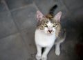 A cute local cat with pink nose, in shallow focus. Animal background and wallpaper