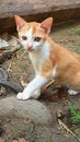 Cute local kitten from indonesia