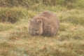 Cute, lone Australian native wombat eating grass in a national park grounds on a rainy wintery day in central Tasmania Royalty Free Stock Photo