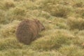 Cute, lone Australian native wombat eating grass in a national park grounds on a rainy wintery day in central Tasmania Royalty Free Stock Photo