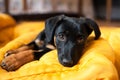 Cute lonely black puppy dog Royalty Free Stock Photo