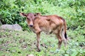 Cute lonely calf Royalty Free Stock Photo