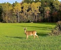 Cute lonely deer looking straight at the camera in a green field near high thick trees