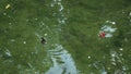 Cute lonely duckling swims in a wild pond and seeks food