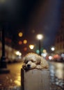 Cute lonely homeless fluffy curly haired puppy lying on carton cardboard box at night time against blurred background of