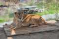 Cute lonely lioness in a cage