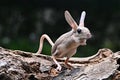 A cute long-eared mouse is playing on the wood