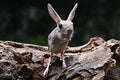 A cute long-eared mouse is playing on the wood