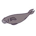 Cute long grey dugong swimming on white background