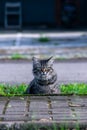 Cute long hair gray cat with half body poses under pavement Royalty Free Stock Photo