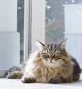 Cute long haired cat of siberian breed looking the photographer Royalty Free Stock Photo