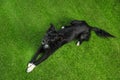 Cute long haired dog on green grass,  view Royalty Free Stock Photo