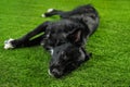 Cute long haired dog lying on grass Royalty Free Stock Photo