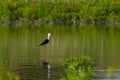 Cute Long legged bird. Colorful Nature background Black winged Stilt Himantopus himantopus