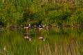 Cute Long legged bird. Colorful Nature background Black winged Stilt Himantopus himantopus