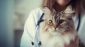 A cute longhair cat is being held by a veterinarian in an animal hospital. A close-up realistic picture of a pet in healthcare