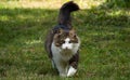 Cute longhair cat goes on meadow