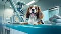 A cute longhair white dog is waiting to be treated on an examination table in an animal hospital. A close-up realistic picture of