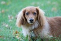 Cute Longhaired Dachshund outside on a Fall Day