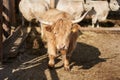 Cute Longhorn Cow with long Hair on a Farm. Yak Cow with long Horns