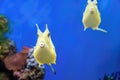 Cute Longhorn Cowfish exotic coral fish. Yellow tropical funny fish on blue background.