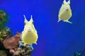 Cute Longhorn Cowfish ridiculous exotic coral fish. Yellow tropical funny fish on blue background. Royalty Free Stock Photo